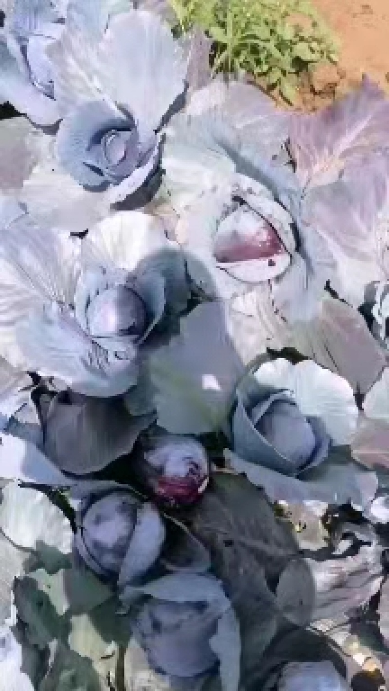 【紫甘蓝】甘蓝大量供应.，产地直供，颜色好，欢迎选购