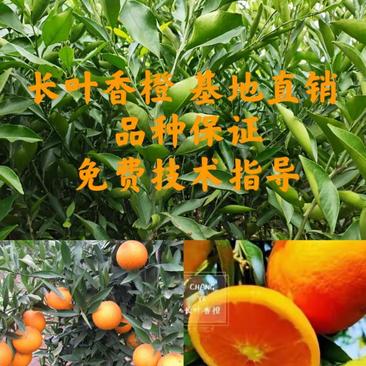 长叶香橙苗，超长挂果，可以续果一年，品质保证，基地现货