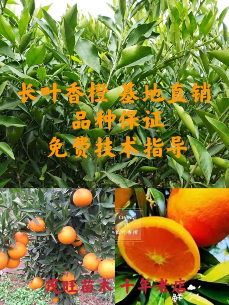 长叶香橙苗，超长挂果，可以续果一年，品质保证，基地现货