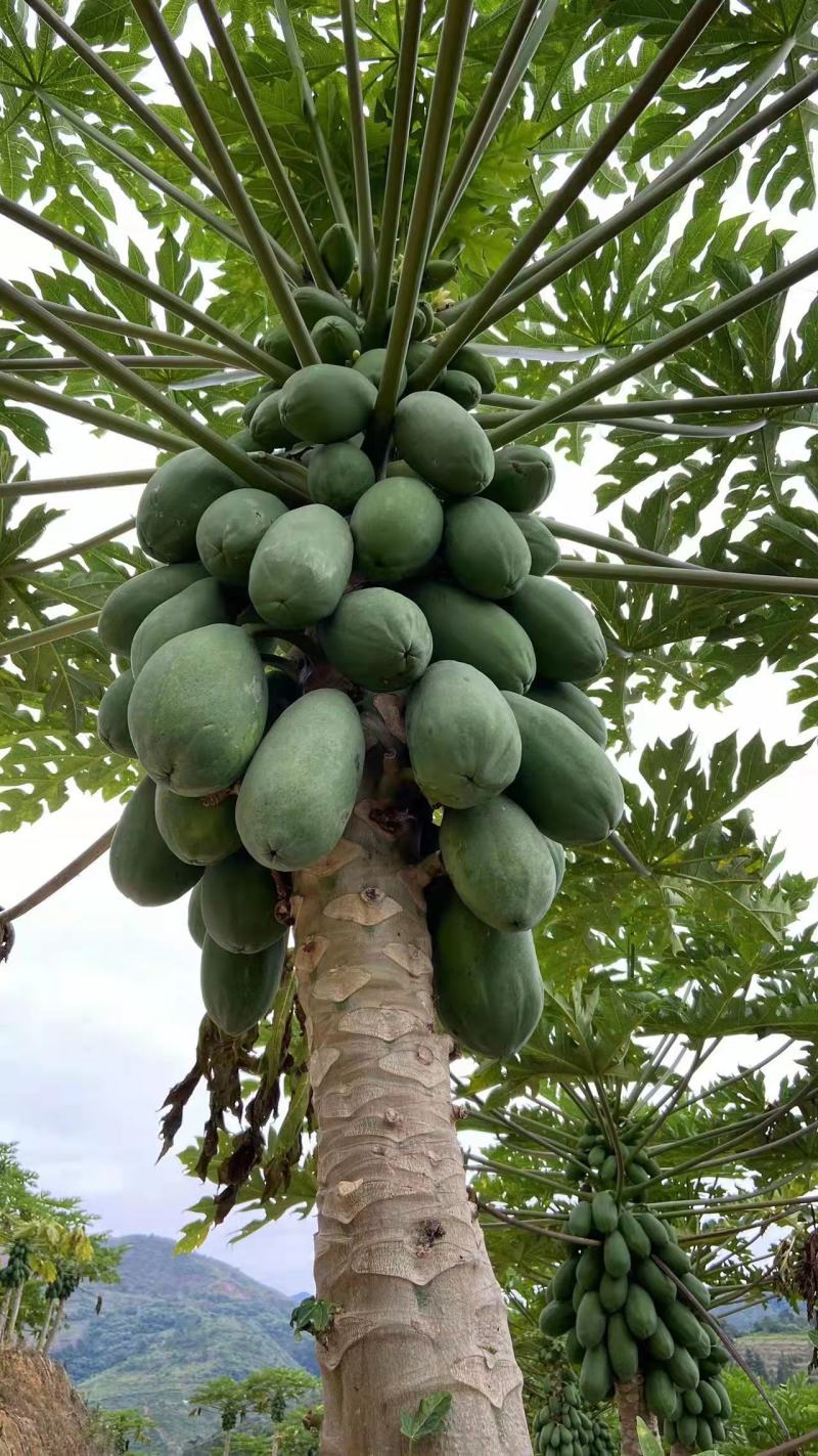 木瓜