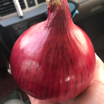 金乡黄皮紫皮红皮冷库圆葱！圆葱大量供应价格便宜