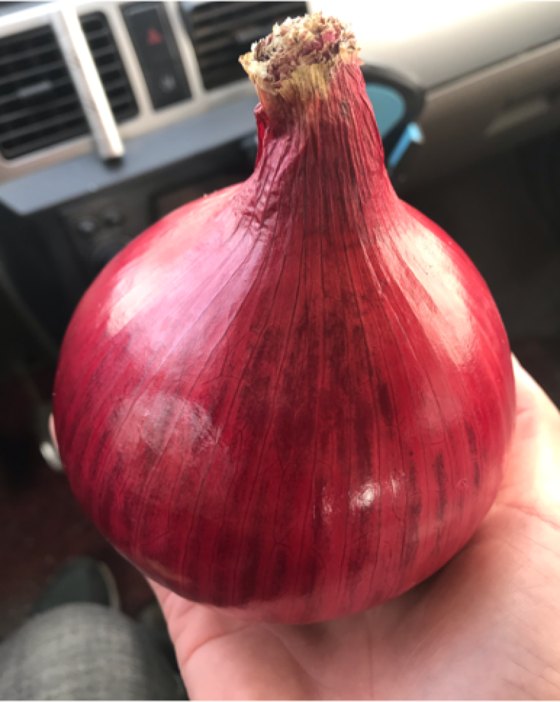 金乡黄皮紫皮红皮冷库圆葱！圆葱大量供应价格便宜