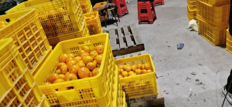 沃柑11月底大量上市电商货，市场果产地直供