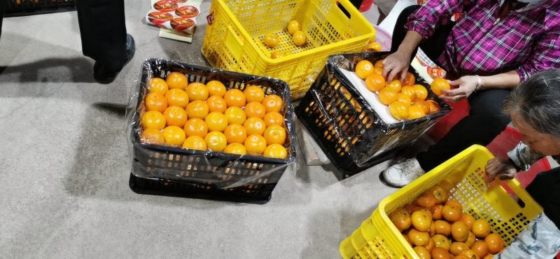 沃柑11月底大量上市电商货，市场果产地直供