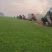 马尼拉草皮，草卷，草块，质量保证，价格美丽，场地直销