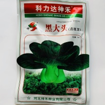 黑大头青梗菜种子叶片深绿色束腰短梗质嫩味鲜四季黑青菜种子