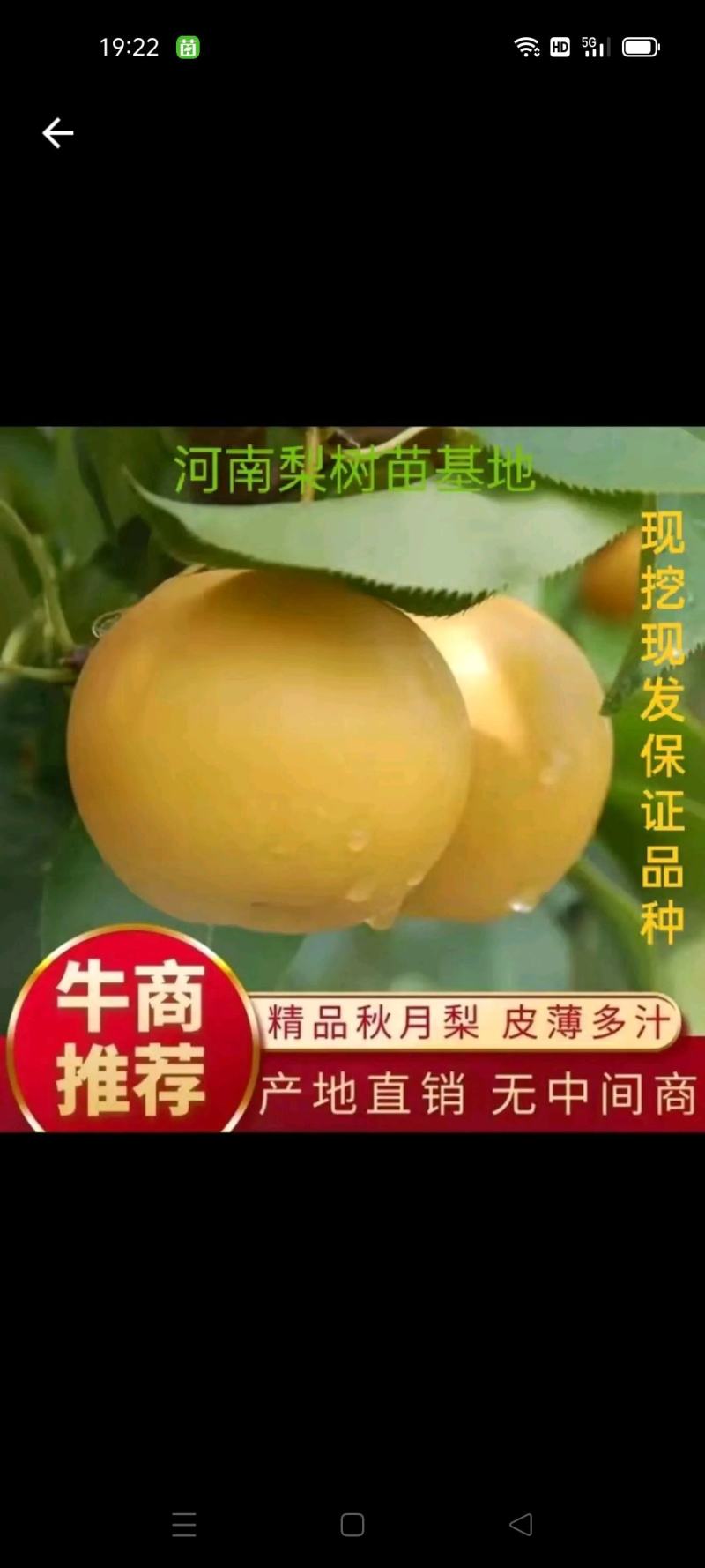 秋月梨树，秋月梨囗感好，果个大，果核小，汁多脆甜，产量高