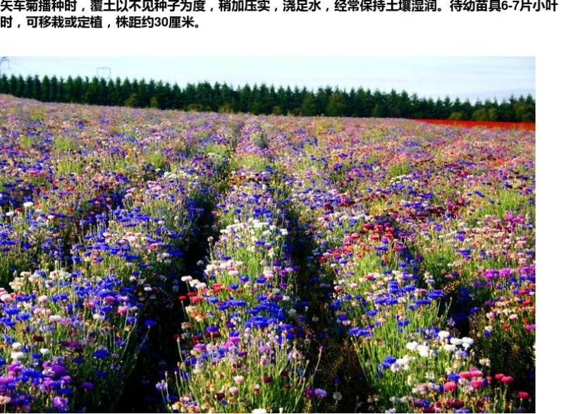 矢车菊花种子四季易种景观绿化观赏花卉蓝宝石耐寒种子