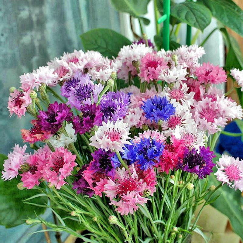 矢车菊花种子四季易种景观绿化观赏花卉蓝宝石耐寒种子