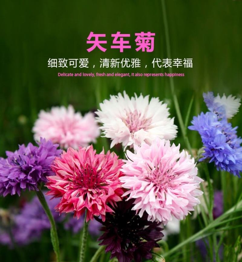矢车菊花种子四季易种景观绿化观赏花卉蓝宝石耐寒种子