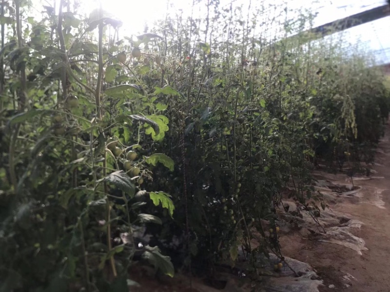 自家大棚黄玉可采摘