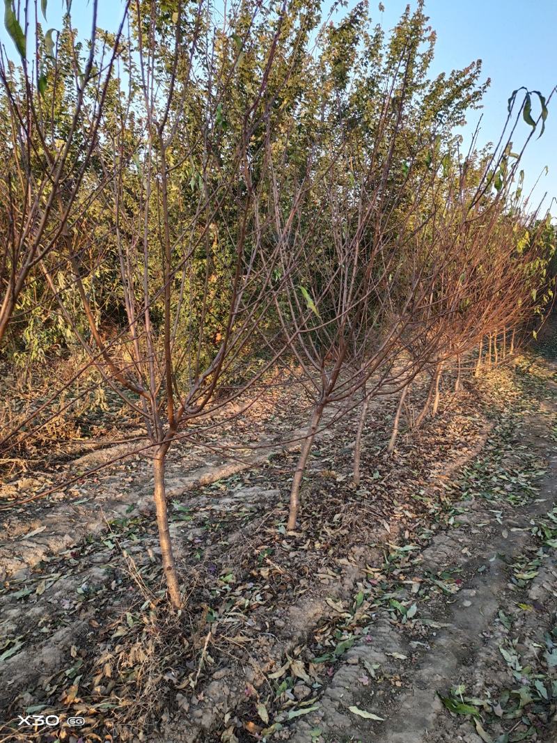 青叶碧桃～满天红6～8公分有货，欢迎老板下单