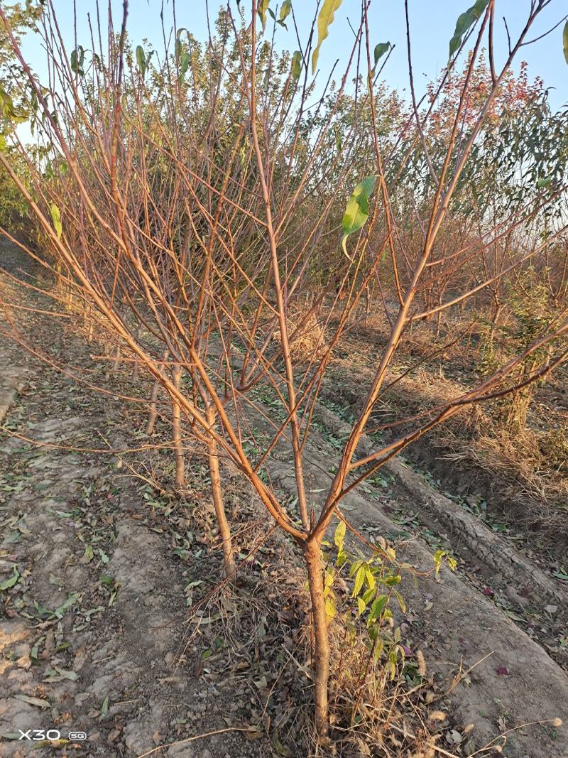 青叶碧桃～满天红6～8公分有货，欢迎老板下单