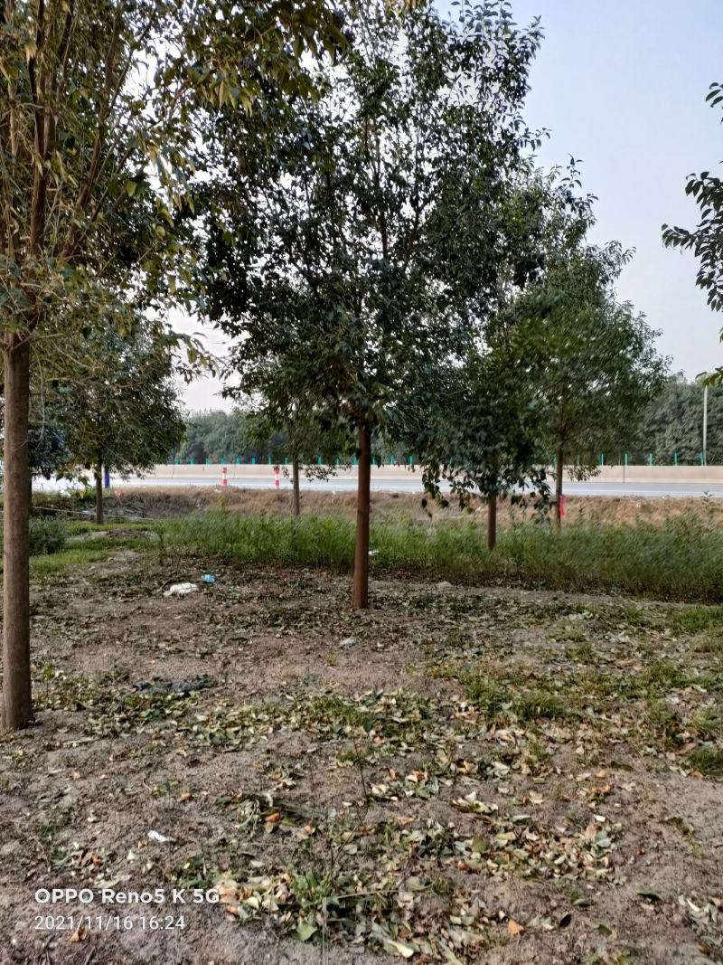 大叶女贞，基地直销，1一15公分精品大叶女贞。