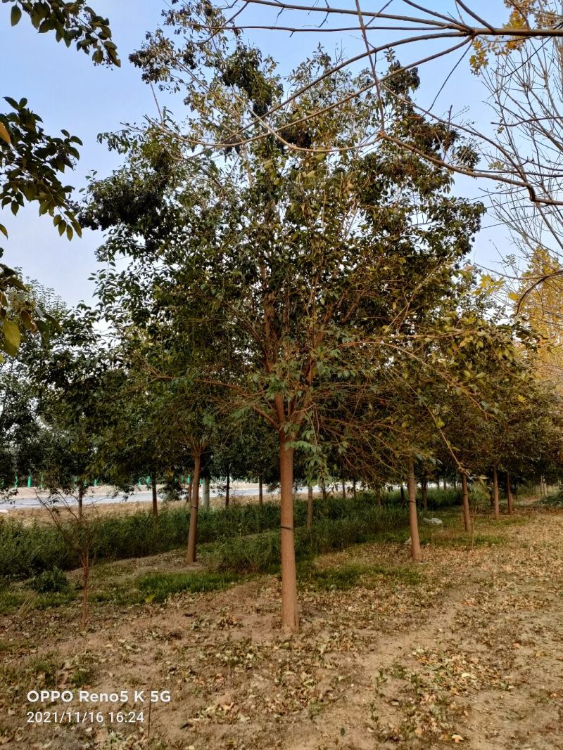 大叶女贞，基地直销，1一15公分精品大叶女贞。