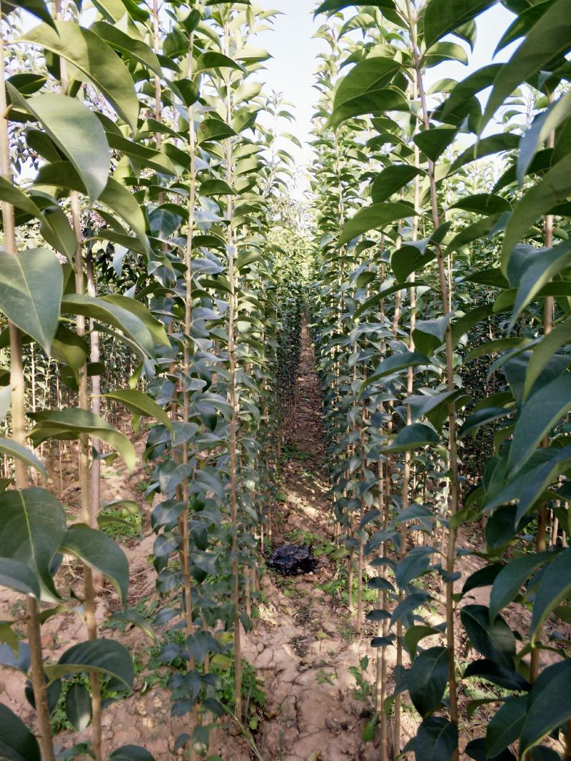 大叶女贞，基地直销，1一15公分精品大叶女贞。