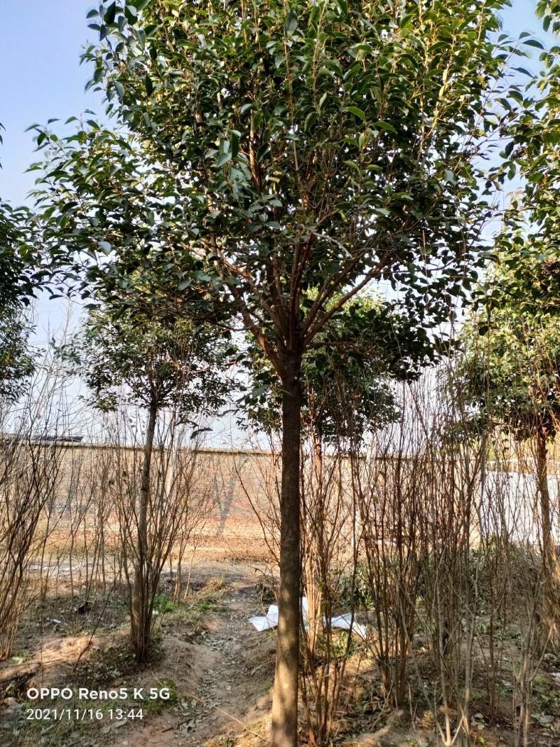 大叶女贞，基地直销，1一15公分精品大叶女贞。