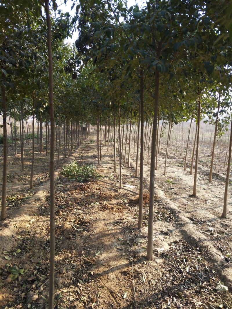 大叶女贞，基地直销，1一15公分精品大叶女贞。
