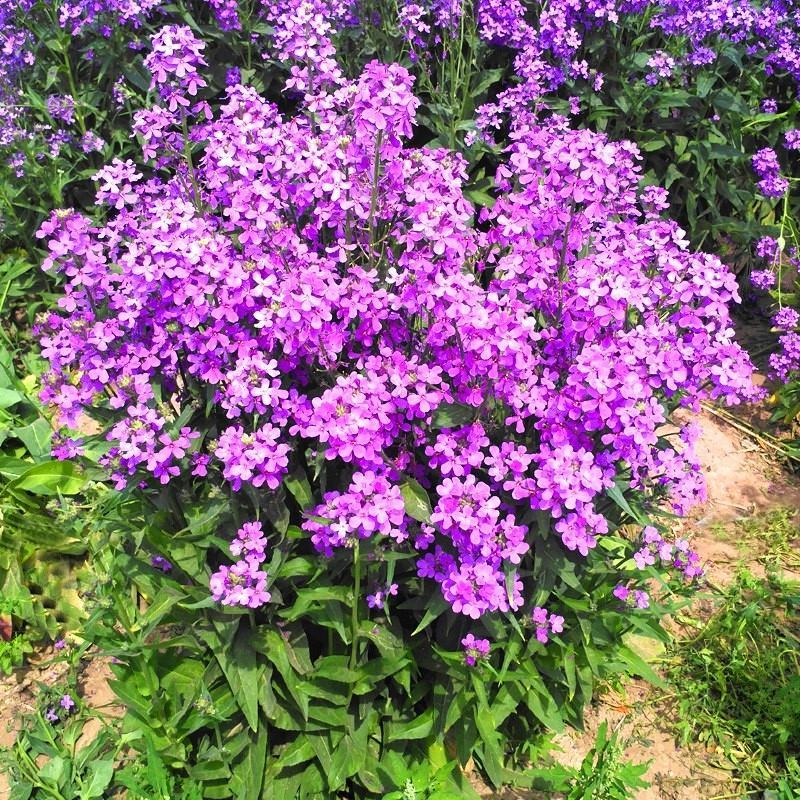 蓝香芥种子易活花卉种子欧亚香花芥花籽庭院盆栽景观花海种子