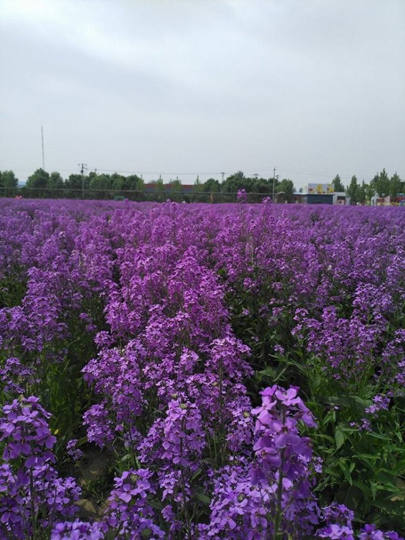 蓝香芥种子易活花卉种子欧亚香花芥花籽庭院盆栽景观花海种子