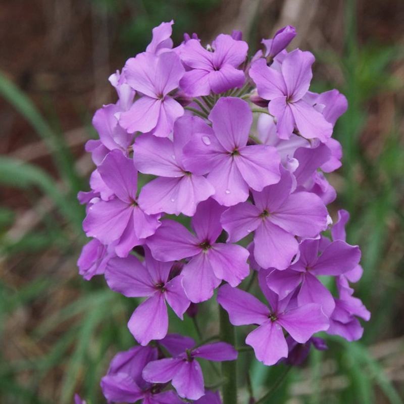 蓝香芥种子易活花卉种子欧亚香花芥花籽庭院盆栽景观花海种子