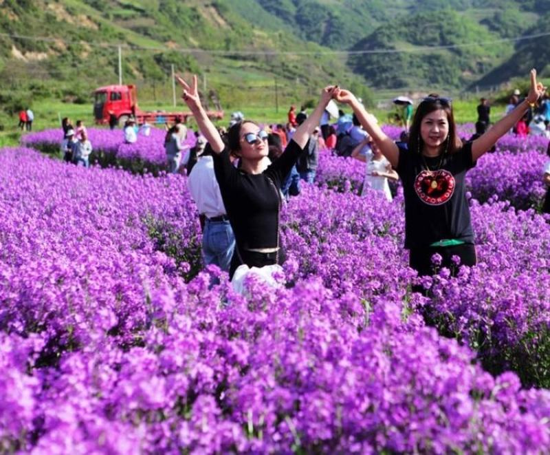 蓝香芥种子易活花卉种子欧亚香花芥花籽庭院盆栽景观花海种子