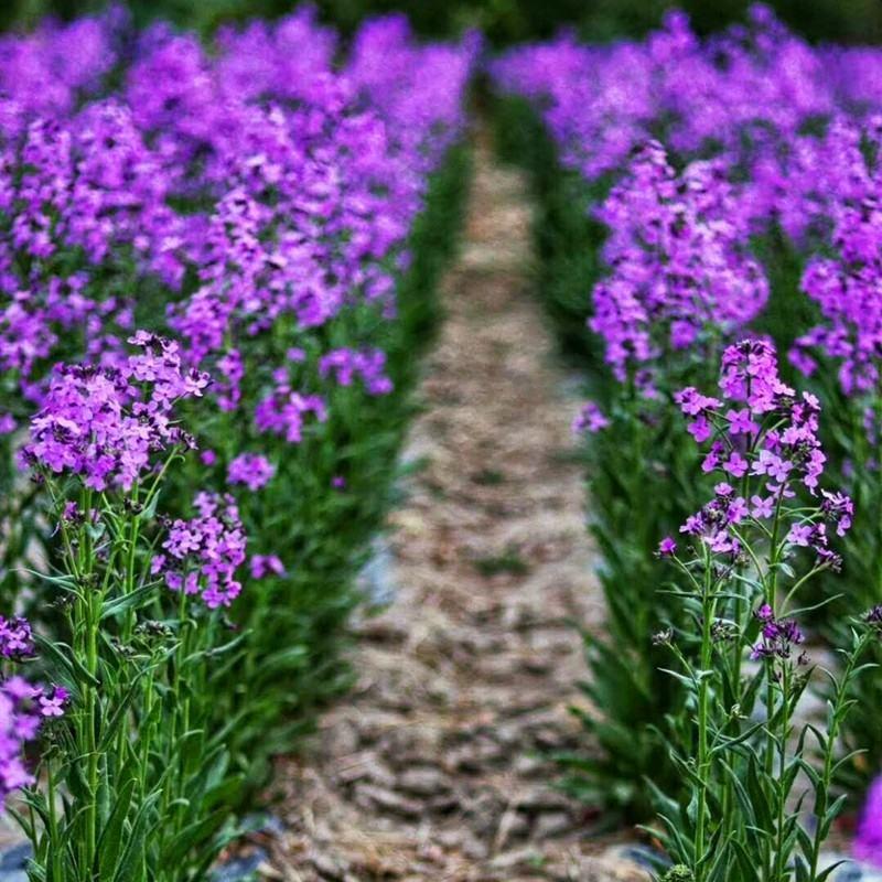 蓝香芥种子易活花卉种子欧亚香花芥花籽庭院盆栽景观花海种子