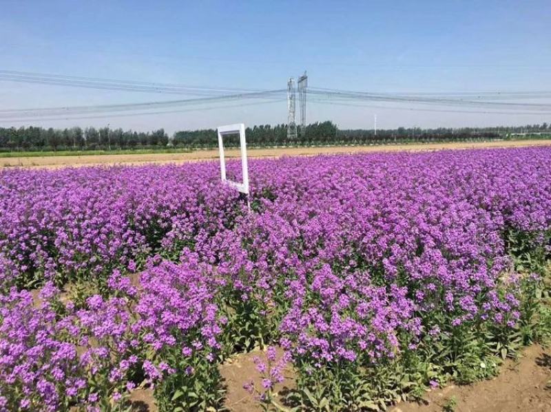 蓝香芥种子易活花卉种子欧亚香花芥花籽庭院盆栽景观花海种子