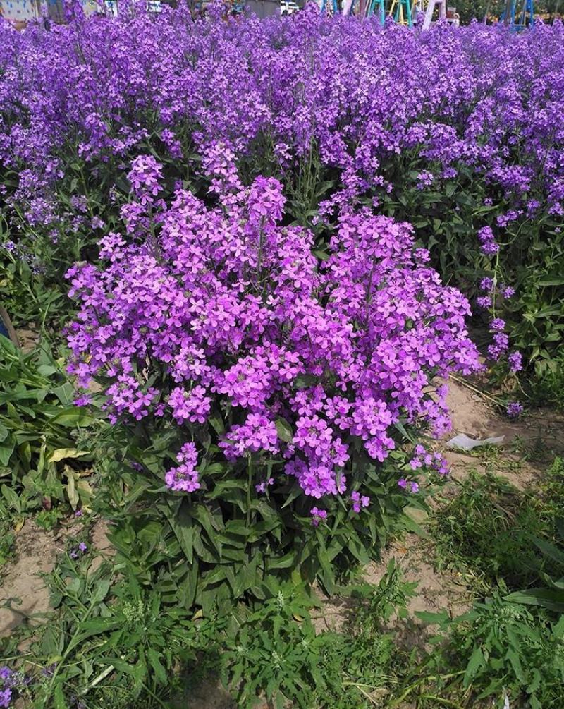 蓝香芥种子易活花卉种子欧亚香花芥花籽庭院盆栽景观花海种子