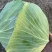 精品京丰一号，扁包菜，大量上市中，货源充足，产地直发。