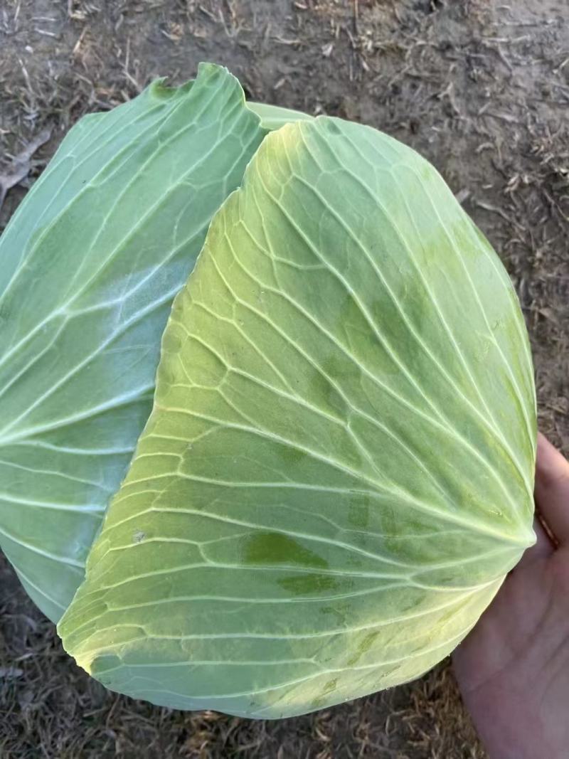 精品京丰一号，扁包菜，大量上市中，货源充足，产地直发。