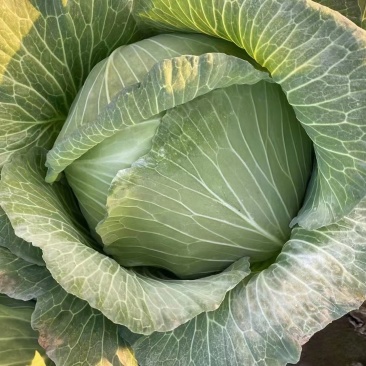 精品京丰一号，扁包菜，大量上市中，货源充足，产地直发。