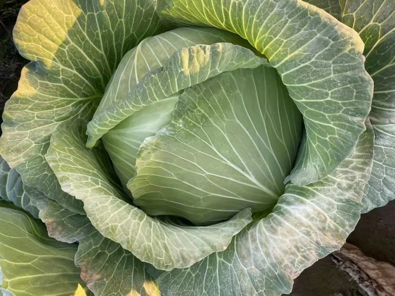 精品京丰一号，扁包菜，大量上市中，货源充足，产地直发。