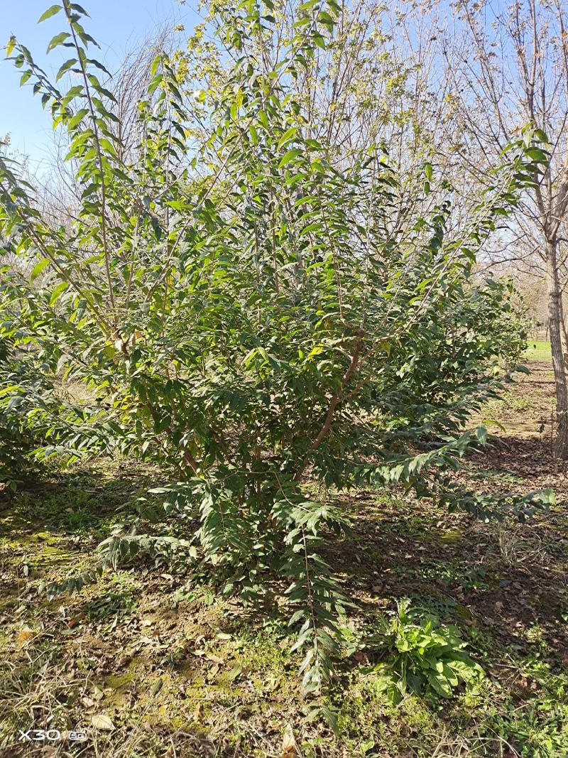 丛生蜡梅~规格齐全，欢迎各界花木商前来选购！