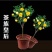 金花茶茶树苗山茶花盆栽绿植客厅庭院易活四季产地直销