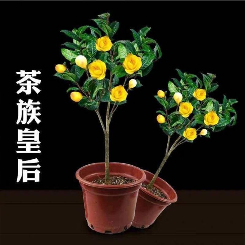 金花茶茶树苗山茶花盆栽绿植客厅庭院易活四季产地直销