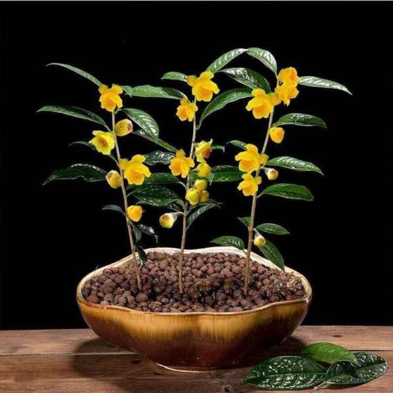 金花茶茶树苗山茶花盆栽绿植客厅庭院易活四季产地直销