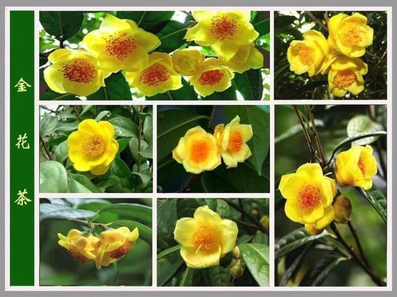 金花茶茶树苗山茶花盆栽绿植客厅庭院易活四季产地直销
