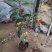 金花茶茶树苗山茶花盆栽绿植客厅庭院易活四季产地直销