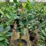 金花茶茶树苗山茶花盆栽绿植客厅庭院易活四季产地直销