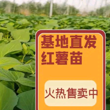 开封市尉氏县惠禾润原种红薯苗繁育基地商薯19红薯苗
