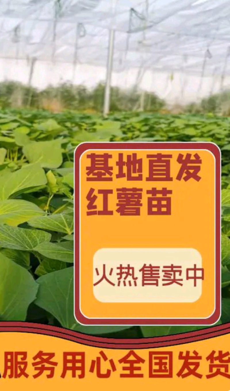 开封市尉氏县惠禾润原种红薯苗繁育基地商薯19红薯苗