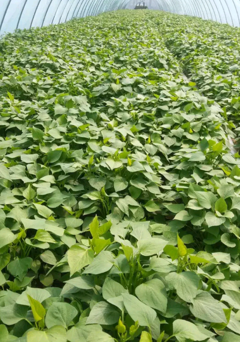 开封市尉氏县惠禾润原种红薯苗繁育基地商薯19红薯苗