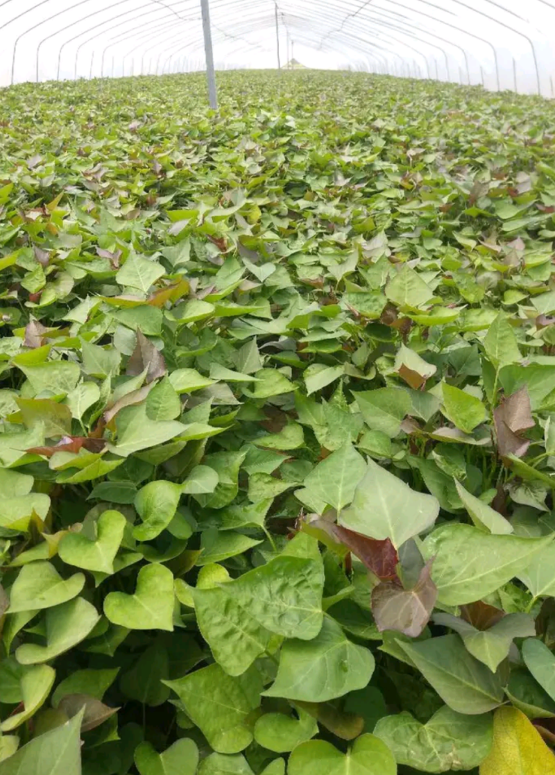 开封市尉氏县惠禾润原种红薯苗繁育基地商薯19红薯苗