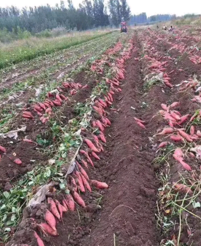 开封市尉氏县惠禾润原种红薯苗繁育基地商薯19红薯苗