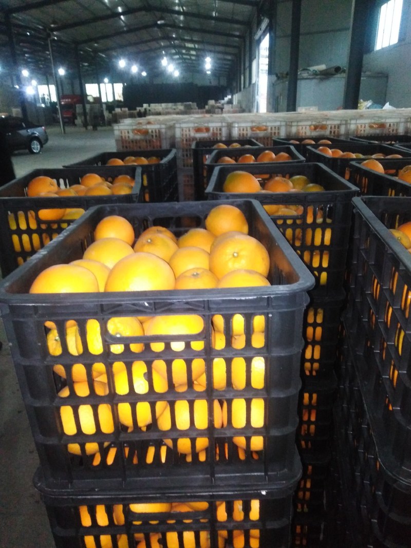 2021年11月，脐橙，碰柑，纽猴儿，蜜橘火热下树中