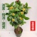 金花茶茶树苗山茶花盆栽绿植客厅庭院易活四季产地直销