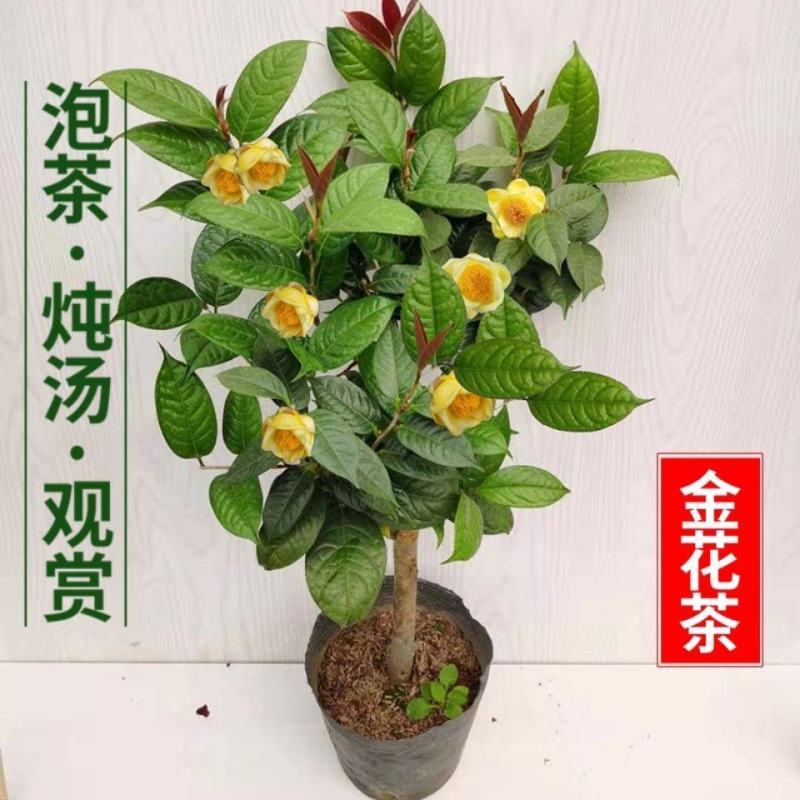 金花茶茶树苗山茶花盆栽绿植客厅庭院易活四季产地直销