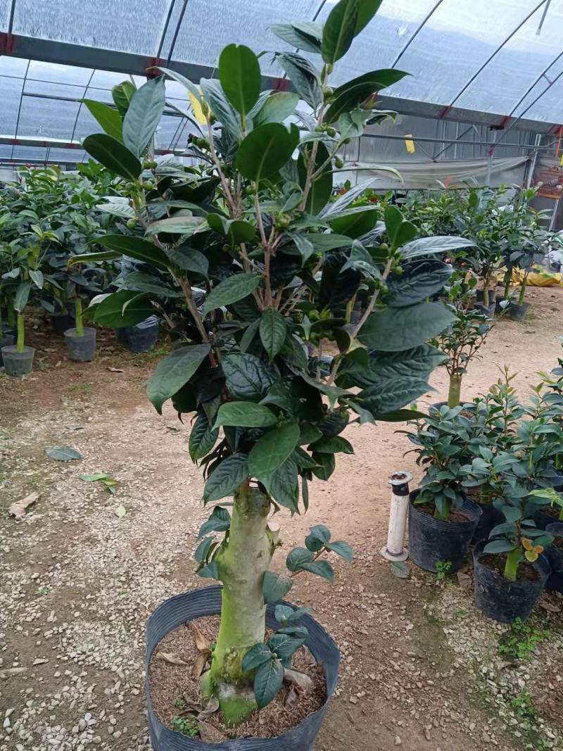 金花茶茶树苗山茶花盆栽绿植客厅庭院易活四季产地直销