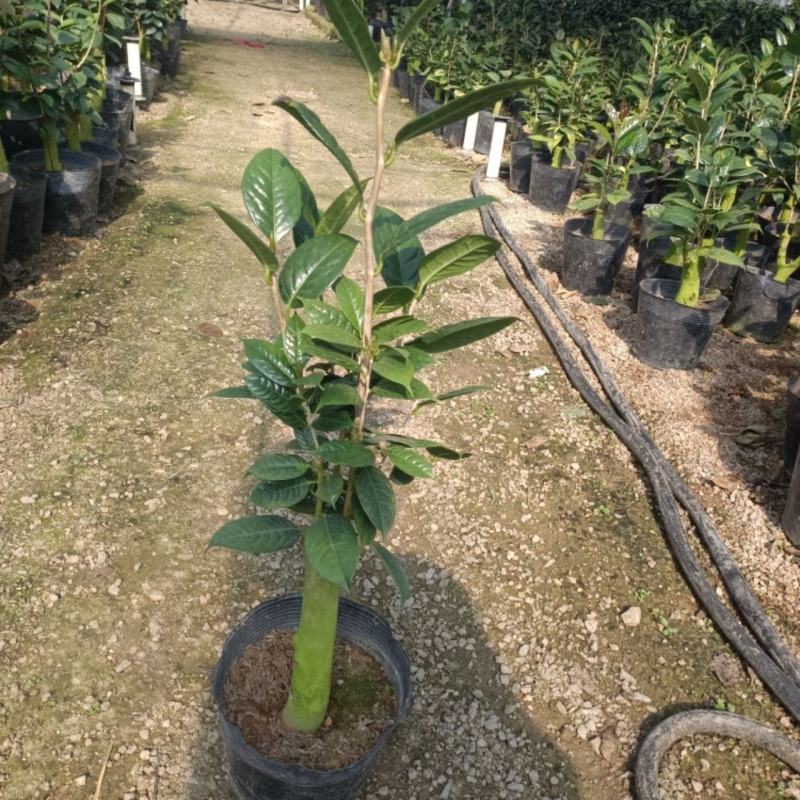 金花茶茶树苗山茶花盆栽绿植客厅庭院易活四季产地直销